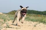 BULLMASTIFF 214